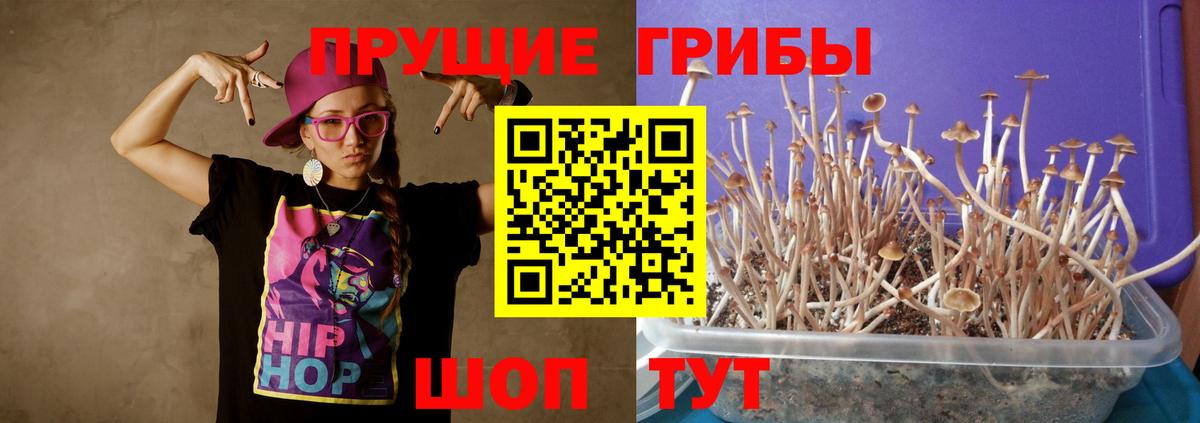 Псилоцибиновые грибы Cubensis  купить закладку  Краснодар 